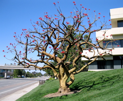 Composite Tree Model